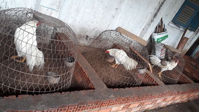 bộ gà úa lớn ký. Mua bán Gà tại Huyện Hóc Môn Tp Hồ Chí Minh được đăng bởi Phan long binh