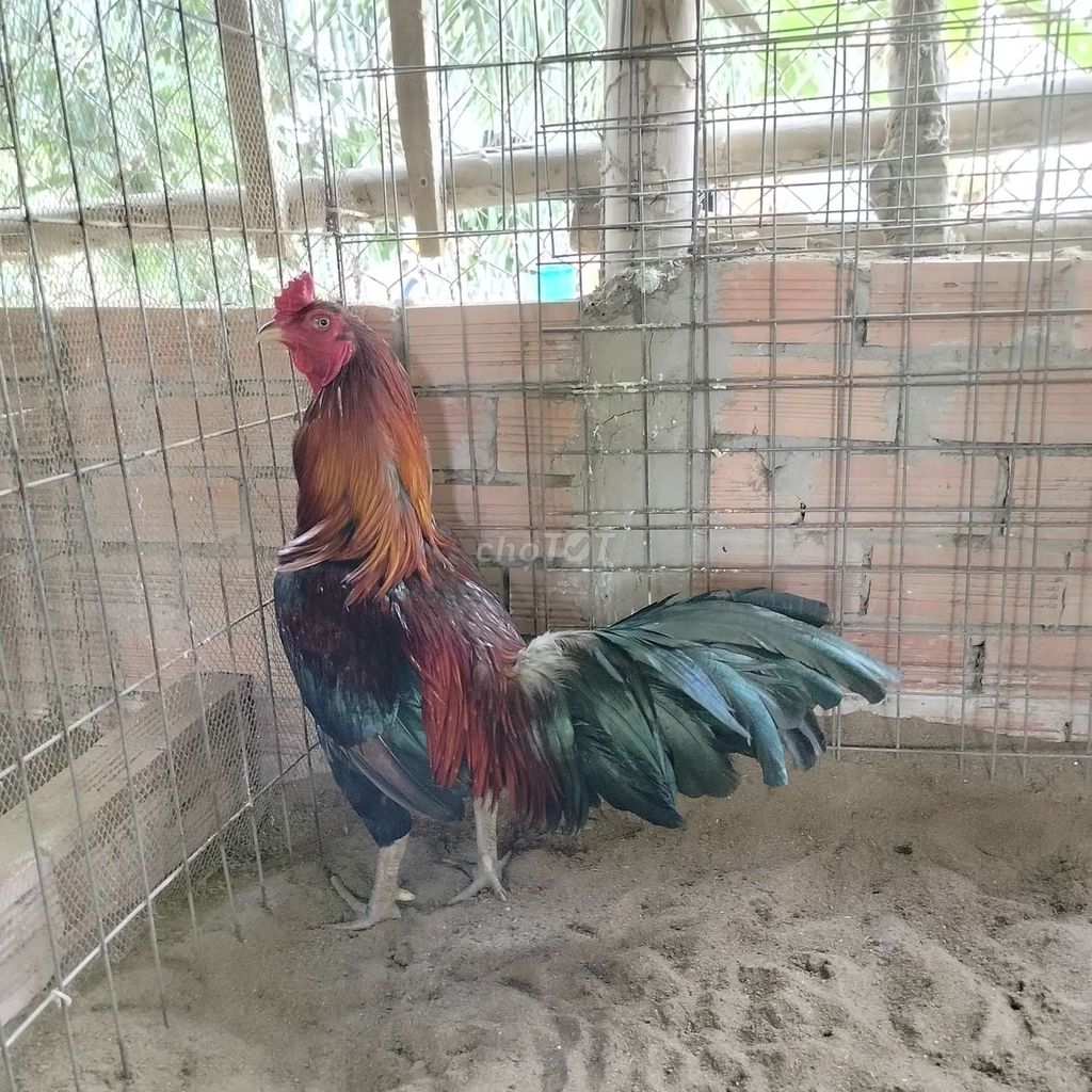 3.8kg. Mua bán Gà tại Thành phố Sa Đéc Đồng Tháp được đăng bởi trại gà thái bảo hình 1