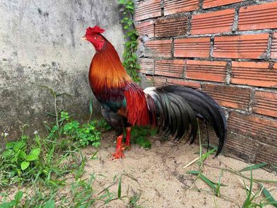 đều siumy 3k3 tay tốt long mới anh em alo. Mua bán Gà tại Thành phố Vĩnh Long Vĩnh Long được đăng bởi ga da can tho