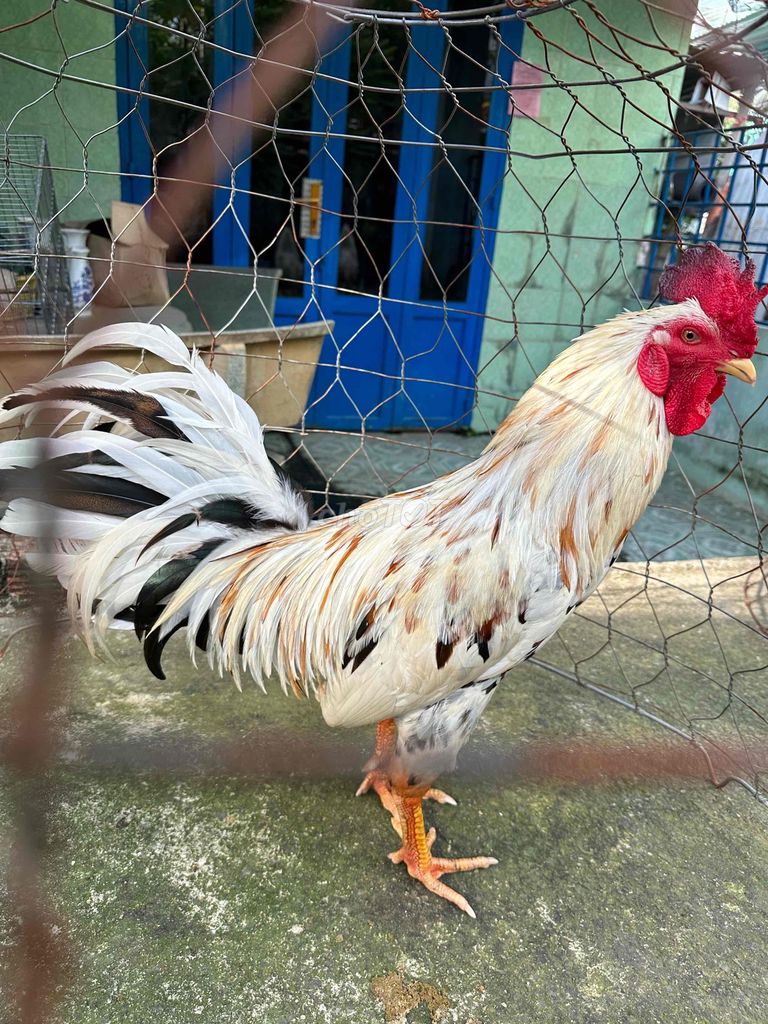 Gà bướm đực 2.9kg chân điểm. Mua bán Gà tại Thành phố Thủ Đức Tp Hồ Chí Minh được đăng bởi Thanh Liêm hình 1