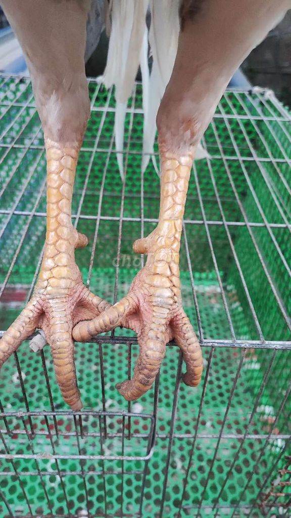 Gà trống Trắng 3.1 ký. Mua bán Gà tại Huyện Chợ Gạo Tiền Giang được đăng bởi vinh hình 1