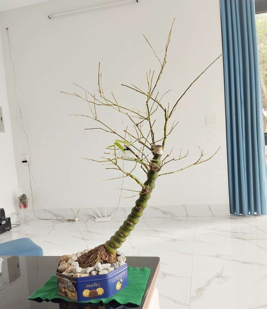 Trúc phật bà/đùi gà bonsai