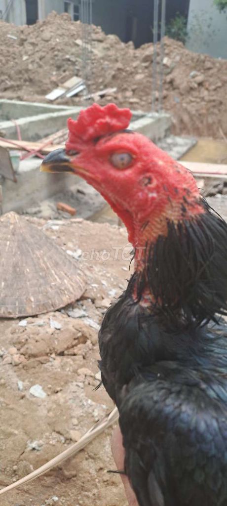 Gà tông dòng. Mua bán Gà tại Huyện Phúc Thọ Hà Nội được đăng bởi Mit Tuấn hình 1