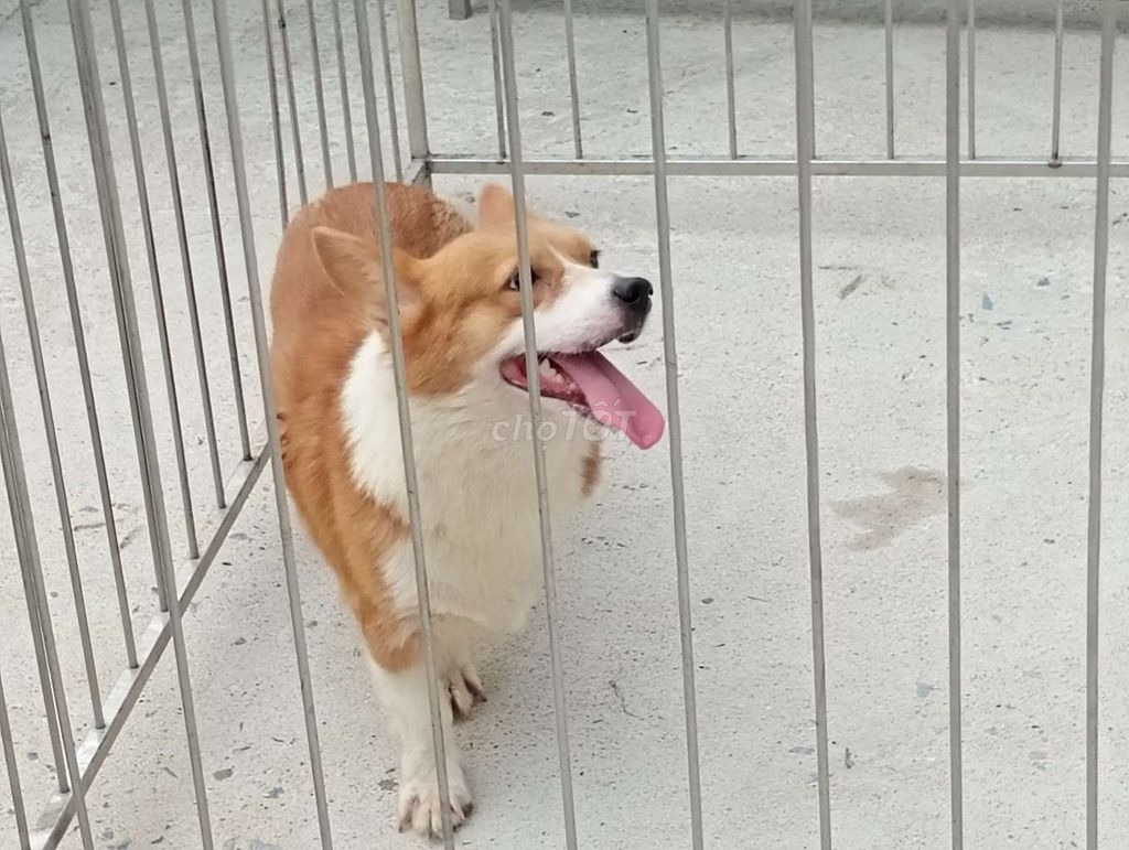 Chó Corgi Cái Zin . Mua bán Chó tại Thành phố Biên Hòa Đồng Nai được đăng bởi Nhân Rottweiler  hình 1