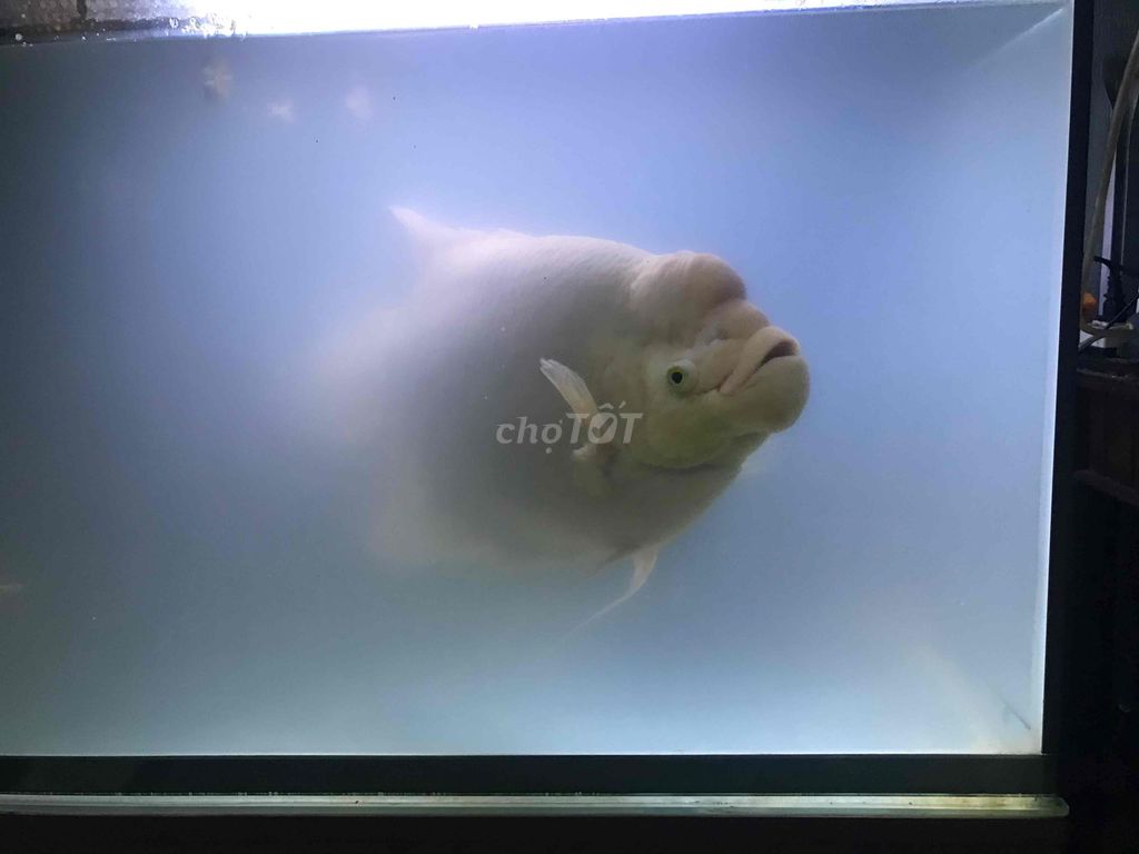 Cá Phát Tài Trắng Trên 3 kg. Mua bán Thú cưng khác tại Quận Sơn Trà Đà Nẵng được đăng bởi vinh hình 1