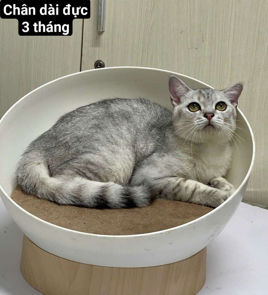 Mèo anh lông ngắn 3 tháng siêu đẹp. Mua bán Mèo tại Quận 3 Tp Hồ Chí Minh được đăng bởi Nguyễn thị thanh thủy hình 4