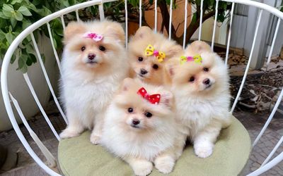 POMERANIAN NHỎ XINH - TAN CHẢY MỌI ÁNH NHÌN