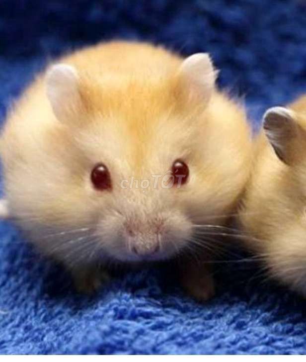 Hamster Vàng kem mắt đỏ dễ nuôi. Mua bán Thú cưng khác tại Quận Đống Đa Hà Nội được đăng bởi Bảo Yến  hình 1