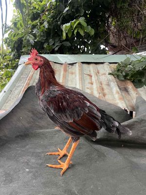 cuban 1 máu. Mua bán Gà tại Thành phố Thủ Đức Tp Hồ Chí Minh được đăng bởi Nguyễn Thành