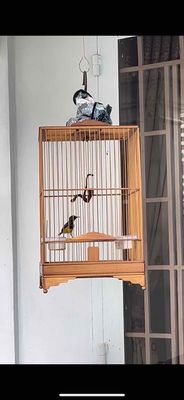 chim 5 màu cám hạt đã hót. Mua bán Chim tại Thành phố Thủ Dầu Một Bình Dương được đăng bởi NGƯỜI BÌNH DƯƠNG