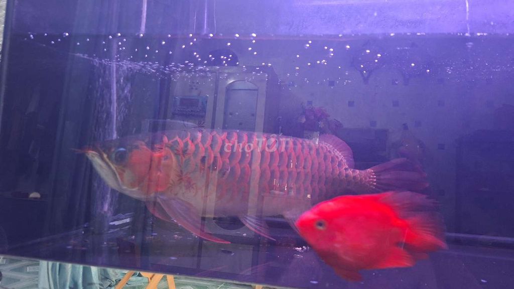 CÁ HUYẾT LONG INDO. Mua bán Thú cưng khác tại Huyện Củ Chi Tp Hồ Chí Minh được đăng bởi Triệu Minh hình 3