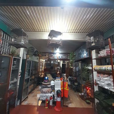 Cần thanh lý chim  chào mào cu gáy chòe than. Mua bán Chim tại Huyện Phú Xuyên Hà Nội được đăng bởi Thinh Phu