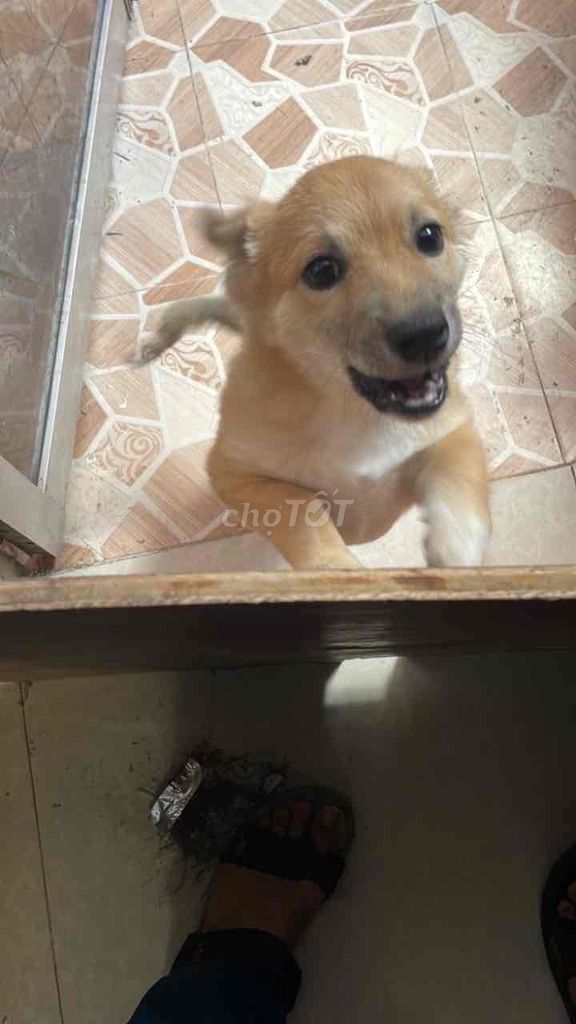Chó 4 tháng tuổi Nâu vàng. Mua bán Chó tại Quận Liên Chiểu Đà Nẵng được đăng bởi Thu Hương hình 1