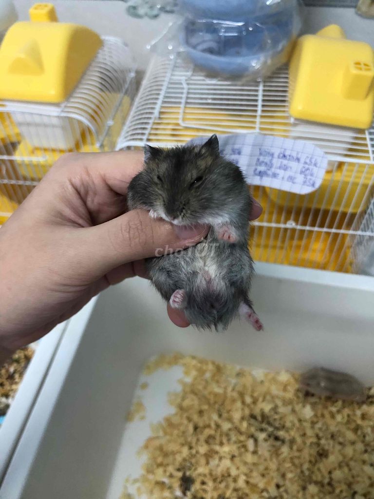 Chuột Hamster Winter White sóc. Mua bán Thú cưng khác tại Quận Cái Răng Cần Thơ được đăng bởi Hammie Heamster hình 1