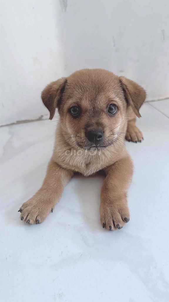 Chó đực. Mua bán Chó tại Huyện Hóc Môn Tp Hồ Chí Minh được đăng bởi Gia Hào hình 1