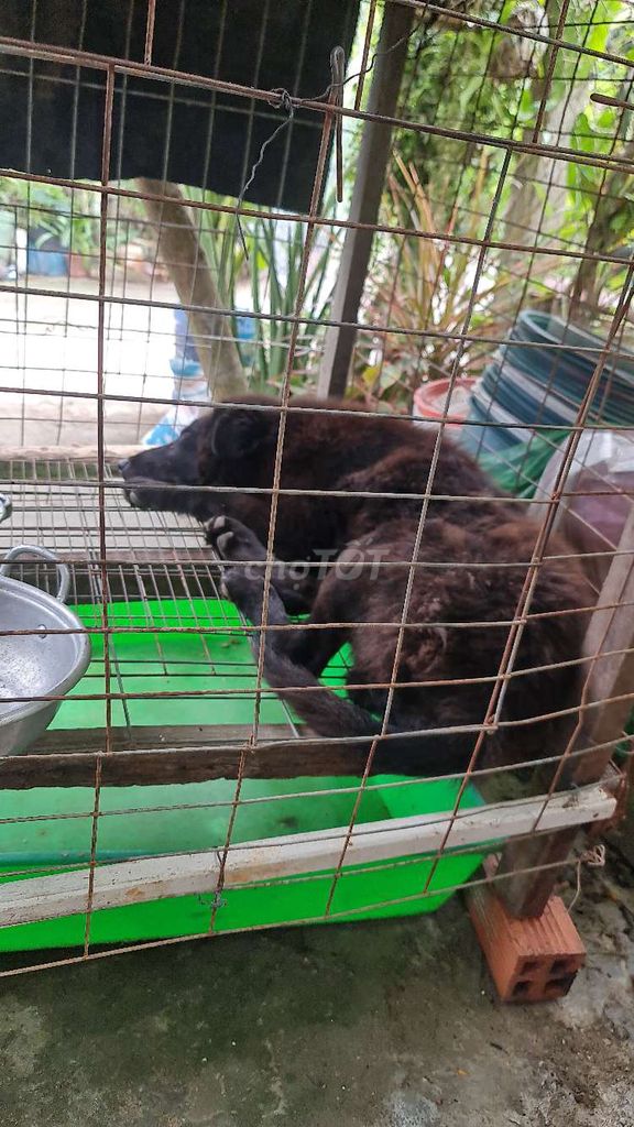 Chó Bắc Hà Đen Trên 10kg Sức khỏe tốt. Mua bán Chó tại Huyện Đức Hòa Long An được đăng bởi Nguyễn Thanh Phú hình 1