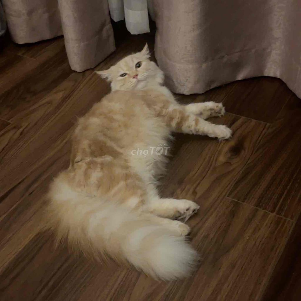 Mèo Munchkin nhỏ cái 4 tuổi. Mua bán Mèo tại Quận Tây Hồ Hà Nội được đăng bởi Thu Phuong hình 1