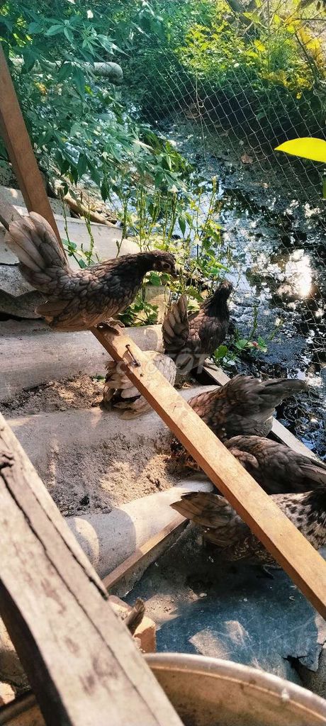 Gà Serama đa sắc 4 tháng. Mua bán Gà tại Huyện Châu Phú An Giang được đăng bởi minh sang hình 1