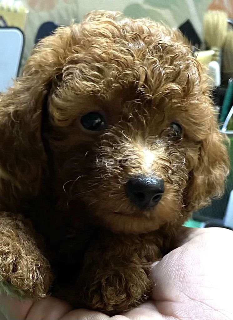 Poodle nhà đẻ