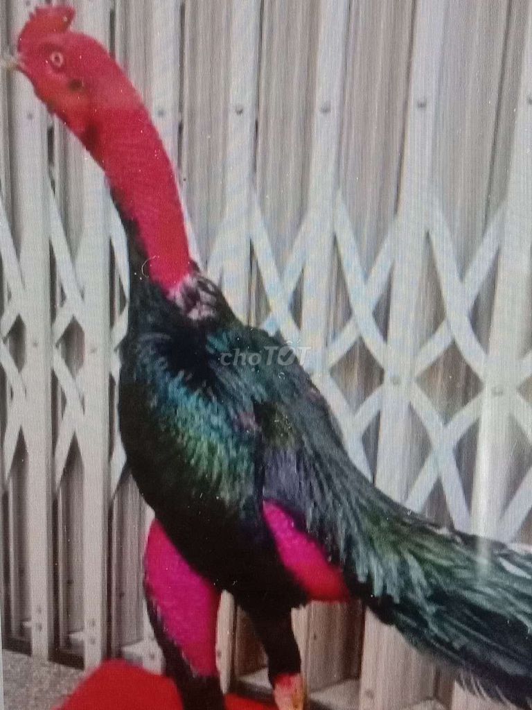 Gà sung Đỏ lớn khủng 38 con Gà Đòn. Mua bán Gà tại Huyện Bình Chánh Tp Hồ Chí Minh được đăng bởi Hùng  hình 1