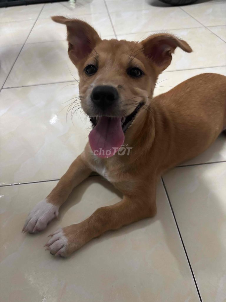 Chó cỏ lai Nhật gần 3 tháng. Mua bán Chó tại Quận 12 Tp Hồ Chí Minh được đăng bởi Nguyễn Hoàng Tường Vi hình 1