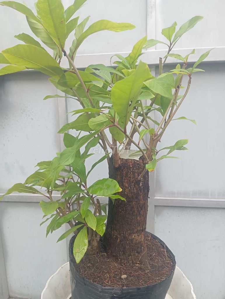 Cây Lộc Vừng dáng trực thẳng 2 thân mẫu tử 25cm. Mua bán Cây cảnh, đồ trang trí tại Huyện Củ Chi Tp Hồ Chí Minh được đăng bởi Cây kiểng giá rẻ LT1 hình 1