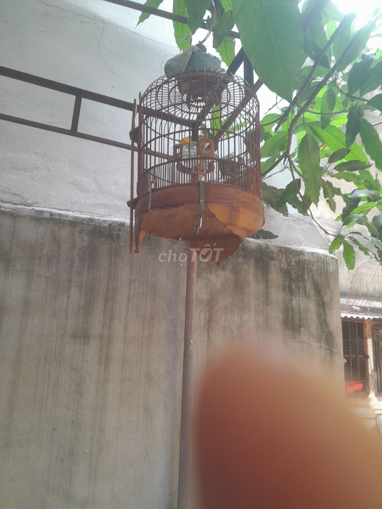 Ai có Chim chích chòe cam mái chia 1 em. Mua bán Chim tại Quận Phú Nhuận Tp Hồ Chí Minh được đăng bởi Chicken lee hình 1