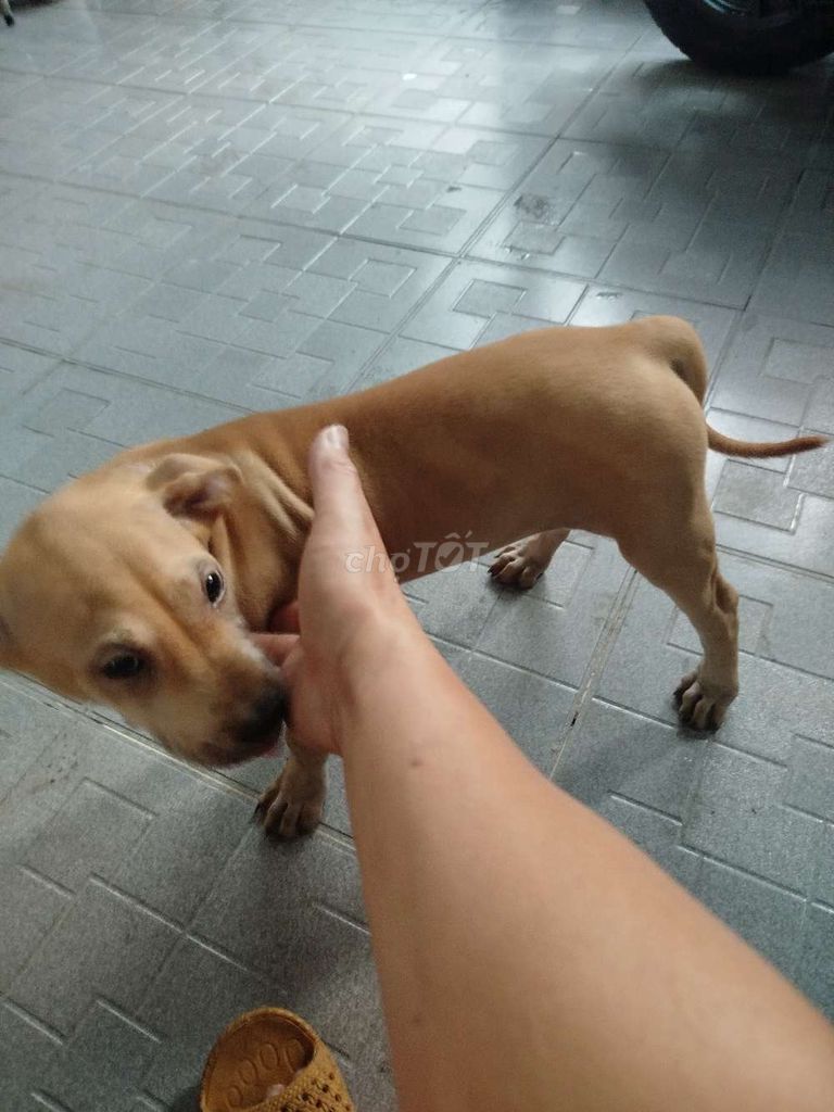 Chó Mặt xệ Nâu vàng. Mua bán Chó tại Thành phố Biên Hòa Đồng Nai được đăng bởi Quý hình 1