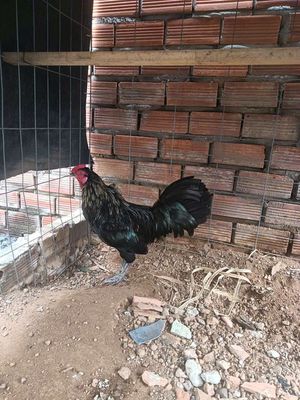 Gà tơ. Mua bán Gà tại Thành phố Dĩ An Bình Dương được đăng bởi Bùi Thiện An