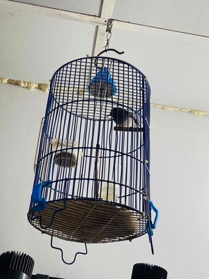 Chim Sâu đầu đỏ. Mua bán Chim tại Thành phố Thủ Đức Tp Hồ Chí Minh được đăng bởi Phạm Anh Tuyền