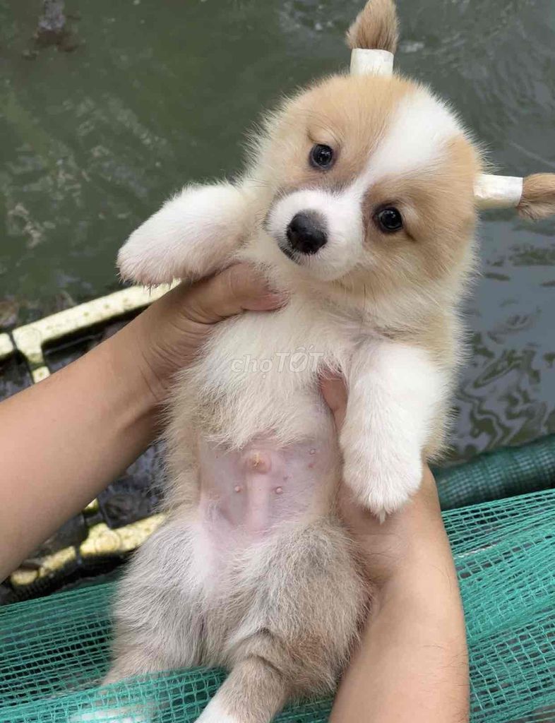 Chó Corgi đực vàng trắng. Mua bán Chó tại Huyện Mỏ Cày Bắc Bến Tre được đăng bởi SAm Pet house hình 1