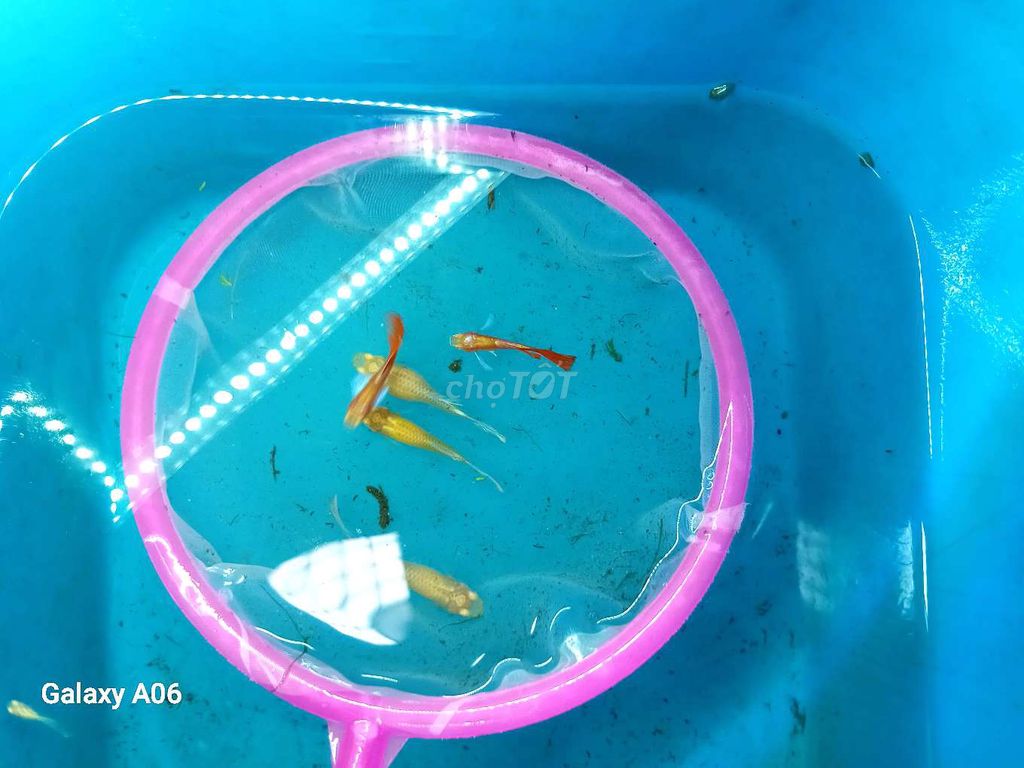 Guppy Dumbo Koi short, Silverdo, Full Red Blue Ear. Mua bán Thú cưng khác tại Quận Thanh Khê Đà Nẵng được đăng bởi Bảo Betta Shop hình 1
