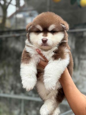 Chó Alaska Nâu đỏ