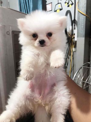 Chó Phốc Sóc Trắng Đã tiêm phòng Lanh lợi