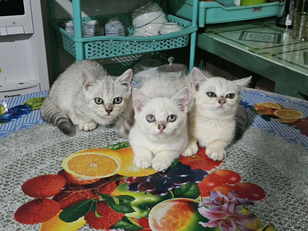 Mèo Anh lông ngắn Trắng Xám. Mua bán Mèo tại Thành phố Mỹ Tho Tiền Giang được đăng bởi Đạt Mỹ Tho  hình 1