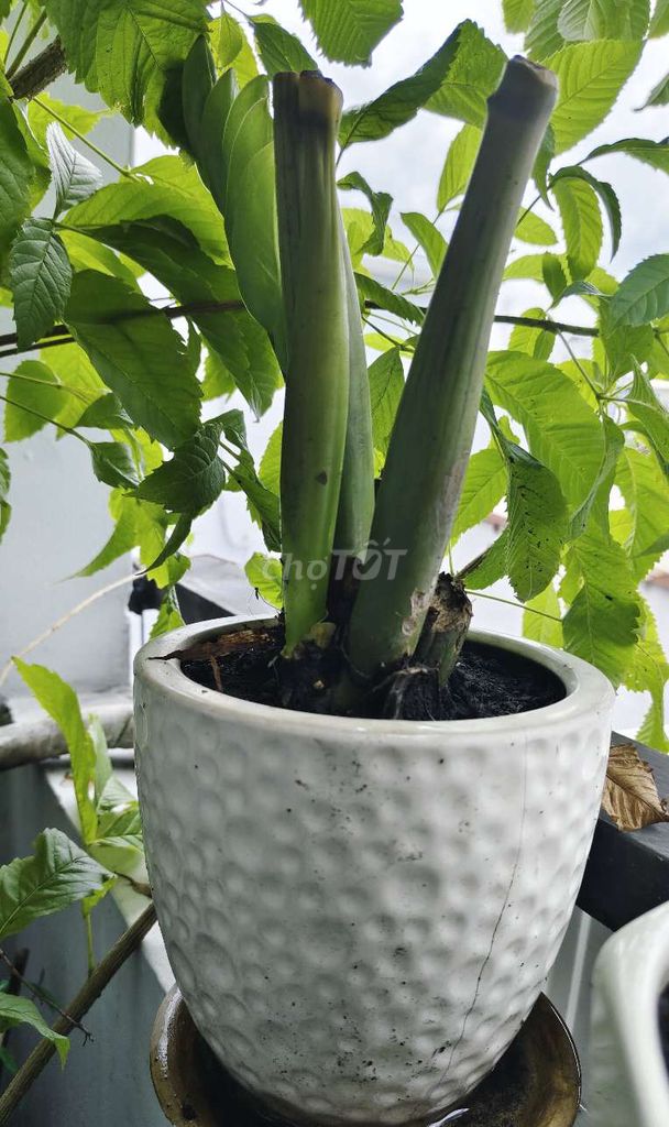 Chồi non cây kim tiền phong thủy chiêu tài. Mua bán Cây cảnh, đồ trang trí tại Quận 8 Tp Hồ Chí Minh được đăng bởi Tùng Nguyên  hình 6