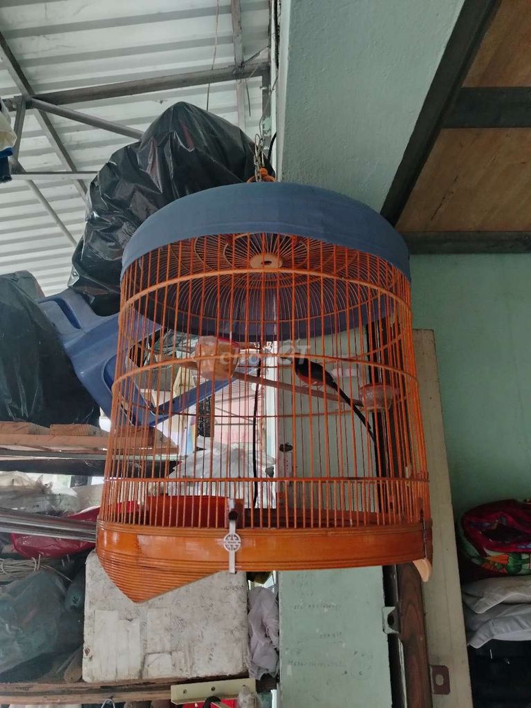 Bán chim. Mua bán Chim tại Thành phố Thuận An Bình Dương được đăng bởi Bình hình 1