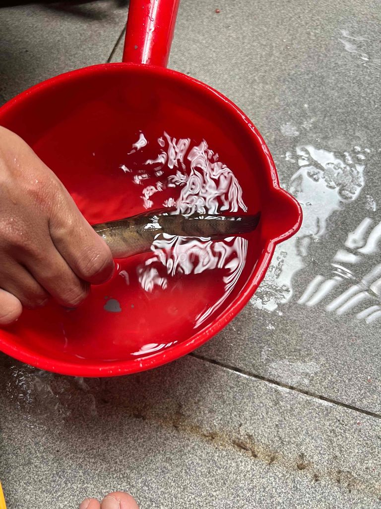 Cá Lóc Vẩy Rồng Super Red 6 sọc. Mua bán Thú cưng khác tại Quận 12 Tp Hồ Chí Minh được đăng bởi Bình Phương Trương hình 1