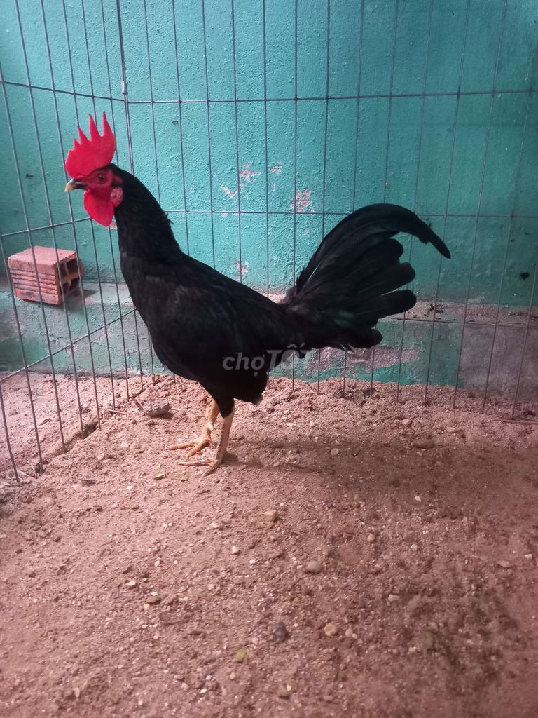 Gà trống 1.2kg Đen 6 tháng. Mua bán Gà tại Huyện Củ Chi Tp Hồ Chí Minh được đăng bởi Tuấn Thanh hình 1