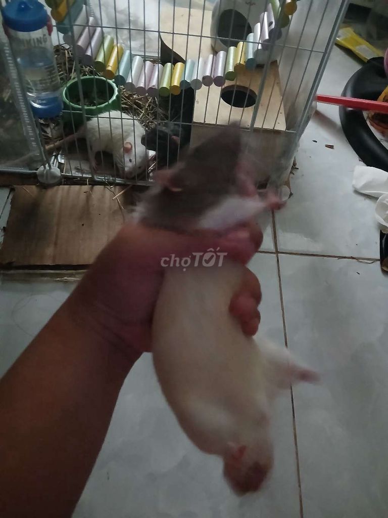 Chuột ratdumbo 🐭