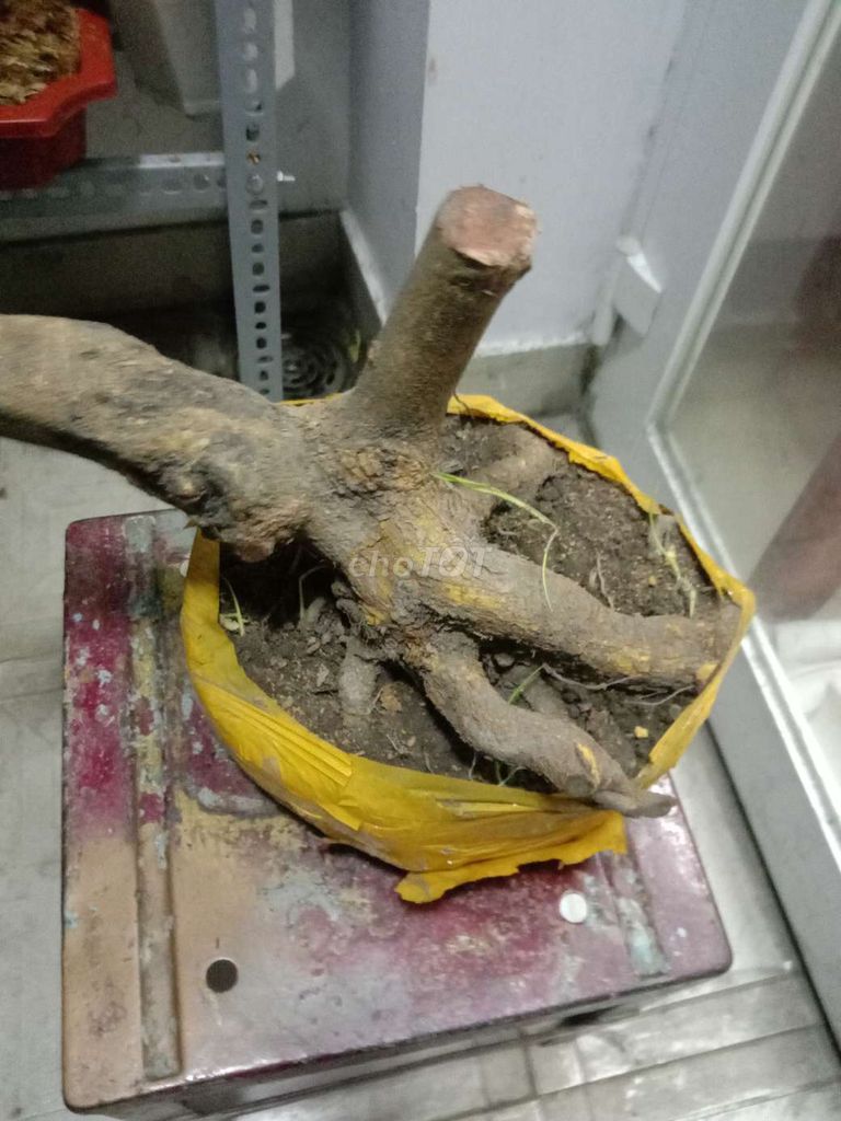 Cây cảnh Mai Bonsai dáng bay. Mua bán Cây cảnh, đồ trang trí tại Quận 6 Tp Hồ Chí Minh được đăng bởi Hàng sưu tầm độc lạ  hình 1