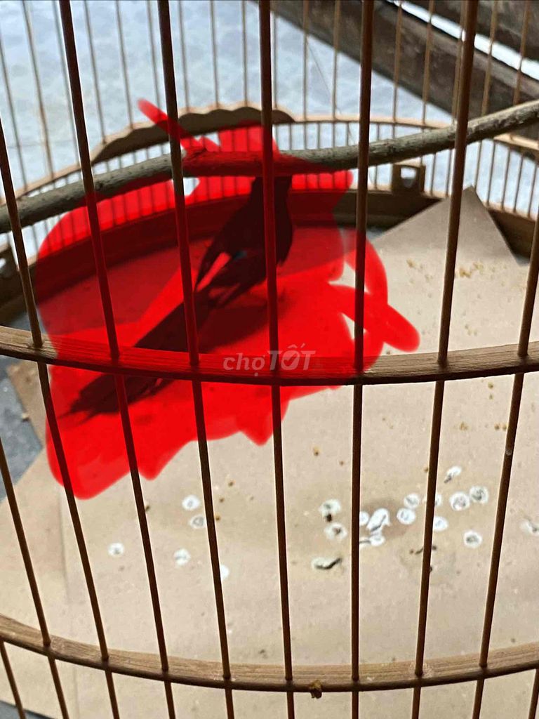 cần giao luu AVi. Mua bán Chim tại Huyện Bình Chánh Tp Hồ Chí Minh được đăng bởi chào mào  hình 1