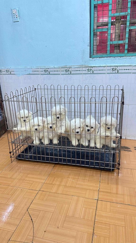 bichon sinh sản tại nhà hàng cao cấp. Mua bán Chó tại Quận Ngũ Hành Sơn Đà Nẵng được đăng bởi An Pet hình 5