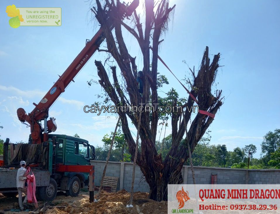 Cắt tỉa cây xanh Hồ Chí Minh. Dịch vụ tại Thành phố Biên Hòa Đồng Nai được đăng bởi Quang Minh Landscape hình 1