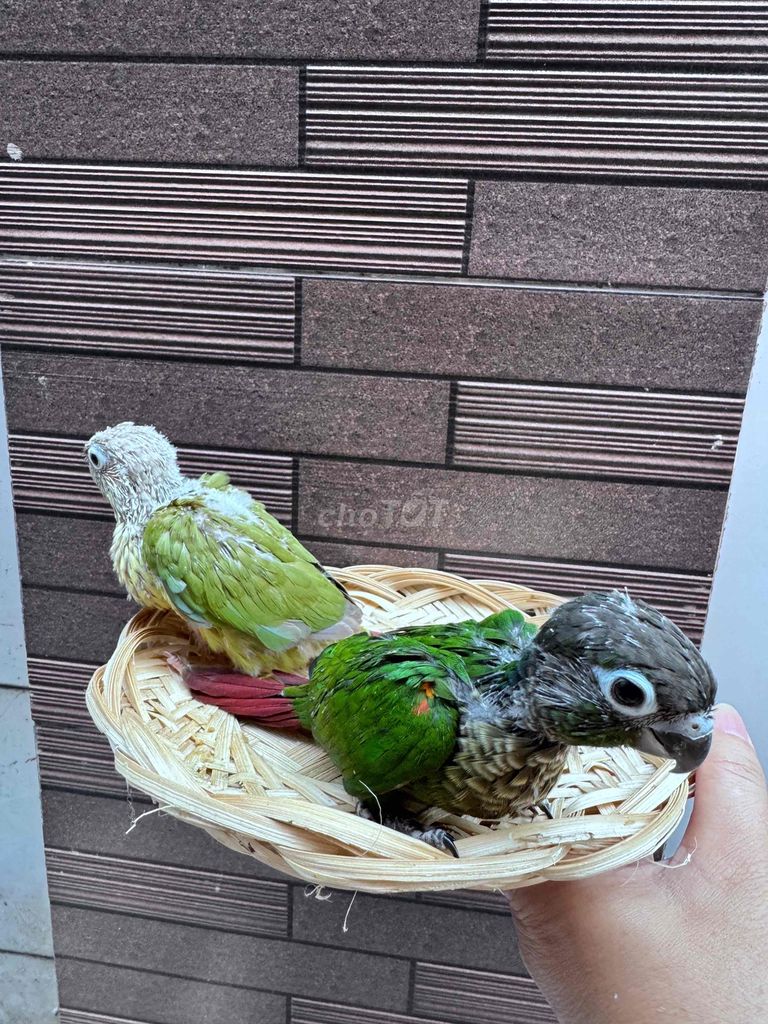 Chim Vẹt non dạn người. Mua bán Chim tại Quận Tân Phú Tp Hồ Chí Minh được đăng bởi Thủy huỳnh hình 1