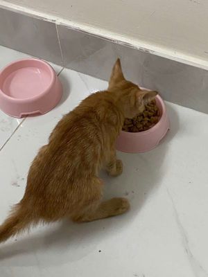 Mèo đực 2 tháng màu Cam
