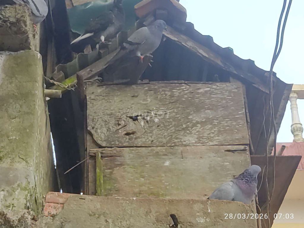 Chim Bồ câu Xám. Mua bán Chim tại Huyện Ea Kar Đắk Lắk được đăng bởi thắng hình 1