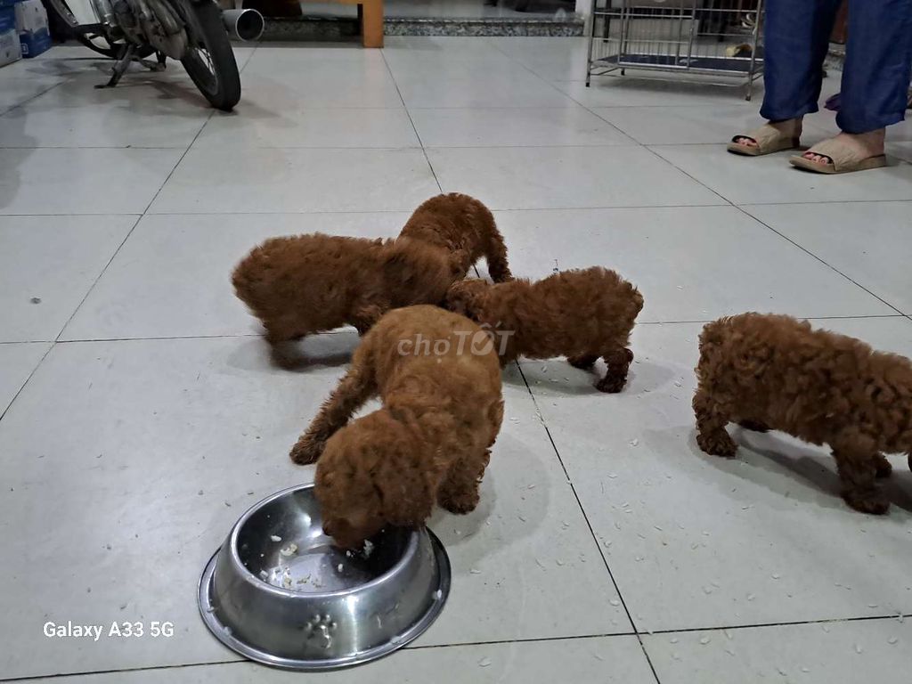 Poodle tini tìm chủ yêu thương. Mua bán Chó tại Thành phố Thủ Đức Tp Hồ Chí Minh được đăng bởi Truong Minh Chau hình 4