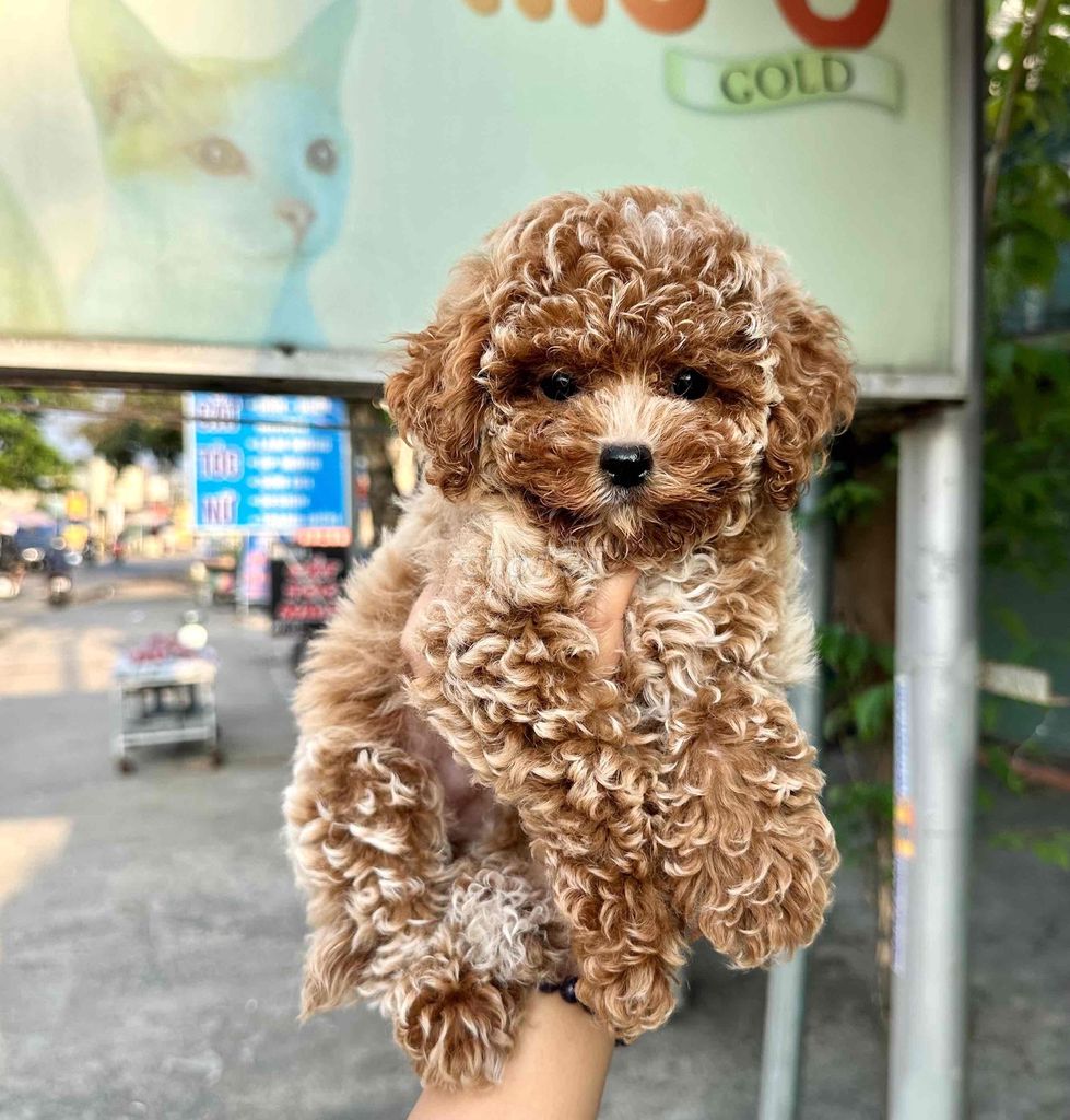 Chó Poodle nâu đỏ siêu nhỏ đực và cái. Mua bán Chó tại Thành phố Biên Hòa Đồng Nai được đăng bởi Bingu Petshop  hình 1