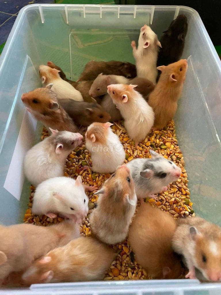 Chuột Hamster nhiều màu cả hai. Mua bán Thú cưng khác tại Huyện Long Hồ Vĩnh Long được đăng bởi Hiếu hình 1